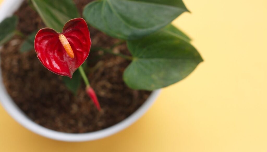 Plante anthurium