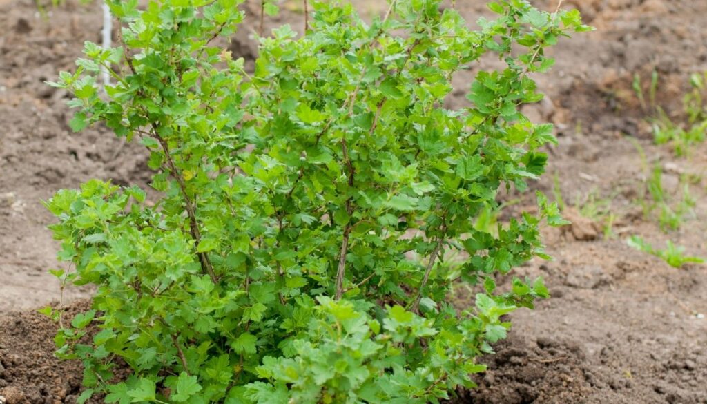 Planter le groseillier
