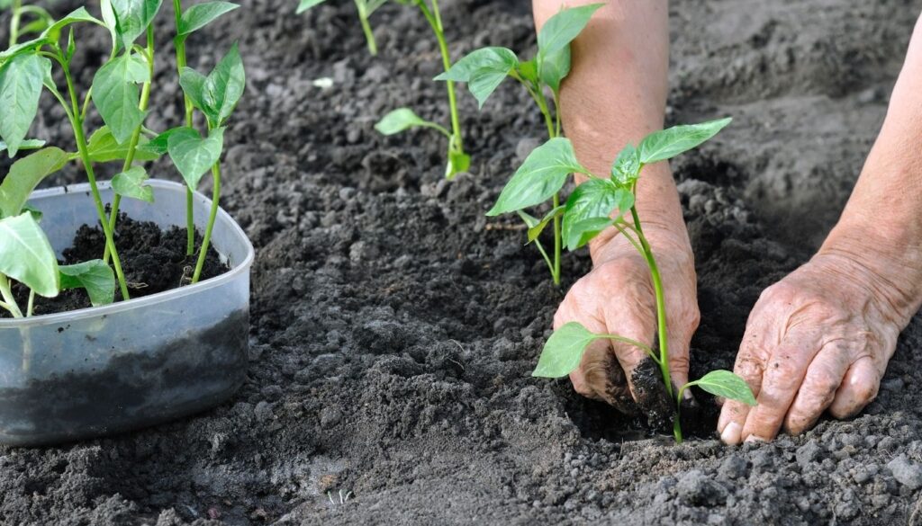 Planter les Poivrons