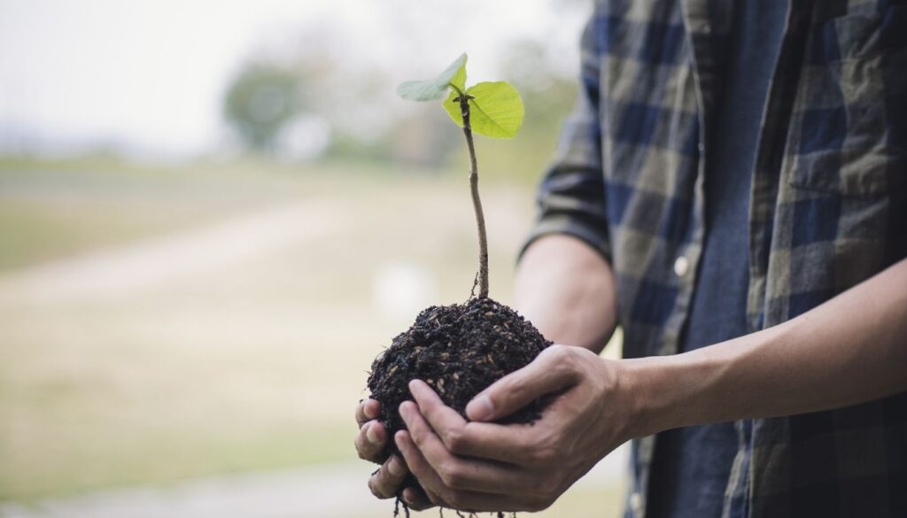 Planter un Arbre de Judée