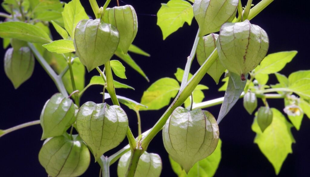 Planter un physalis