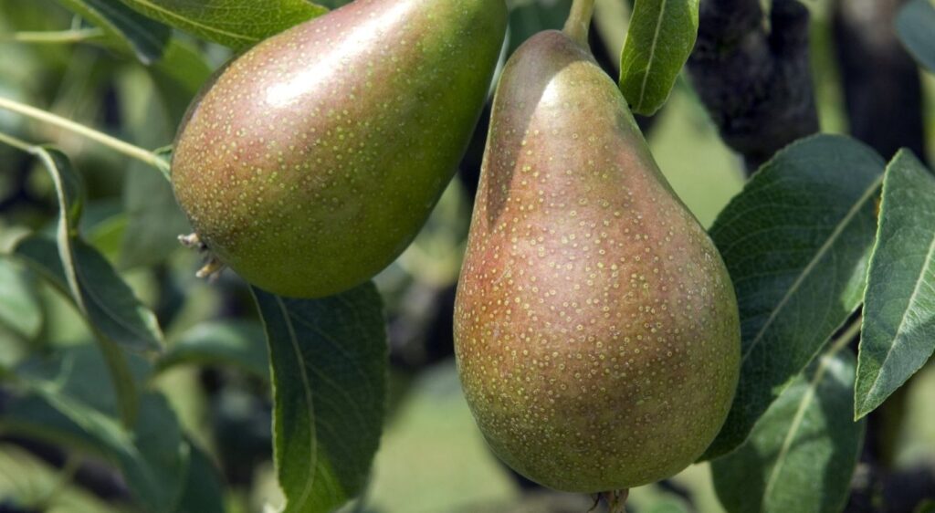 poire Louise-Bonne d'Avranches