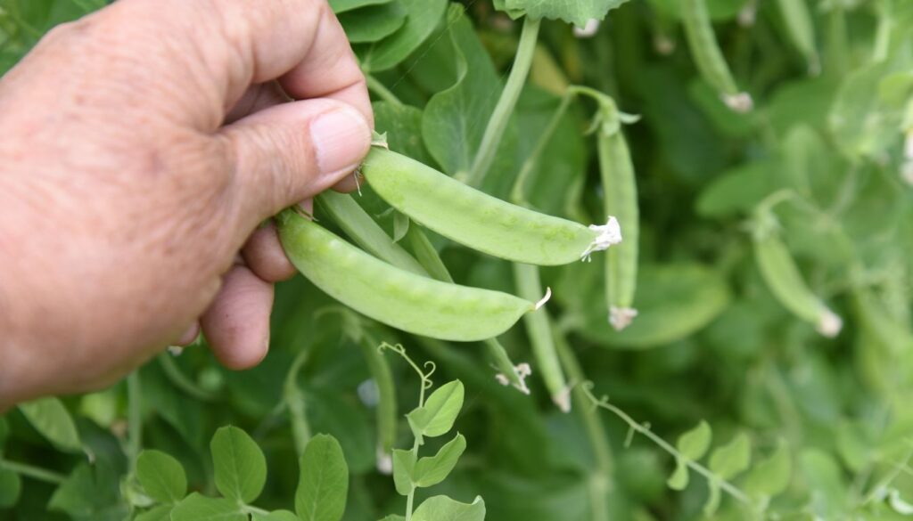 Pois mange tout plante