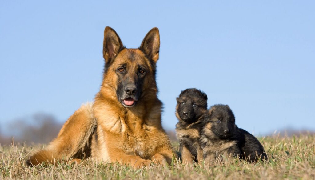 Race de chien de Berger