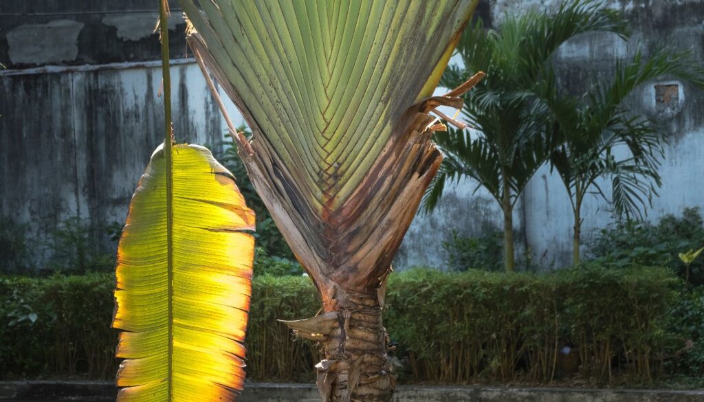 Ravenala madagascariensis
