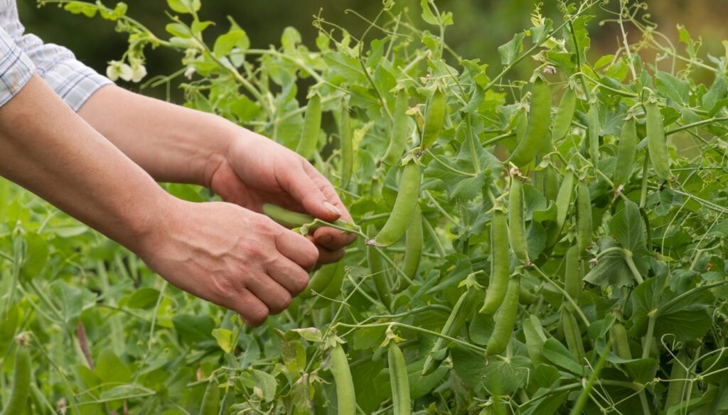Récolte des petits pois