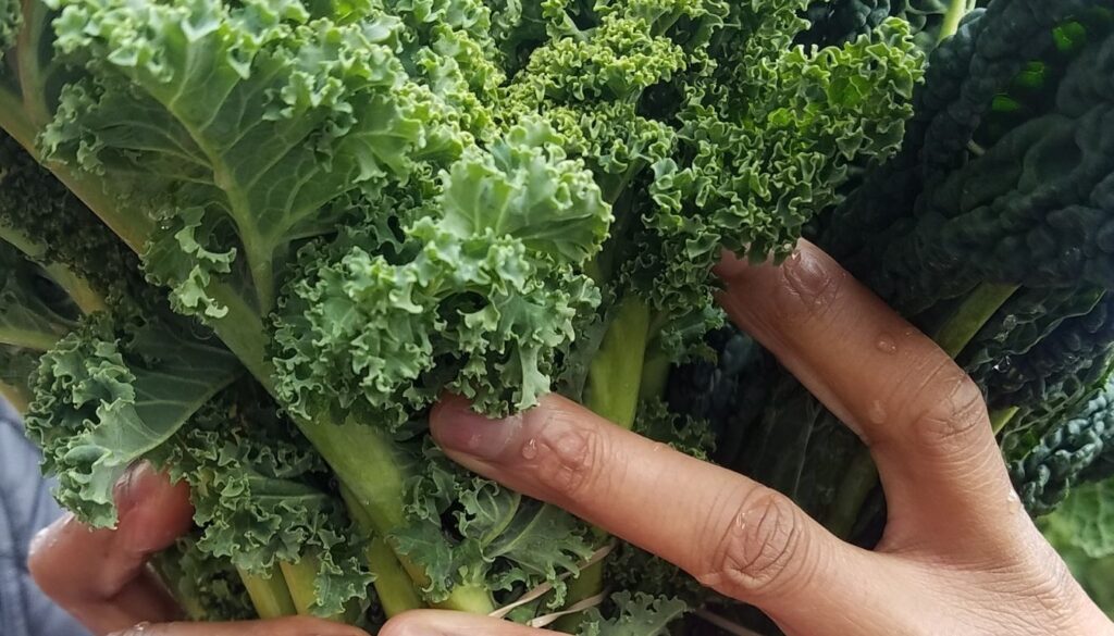 Récolte du chou frisé