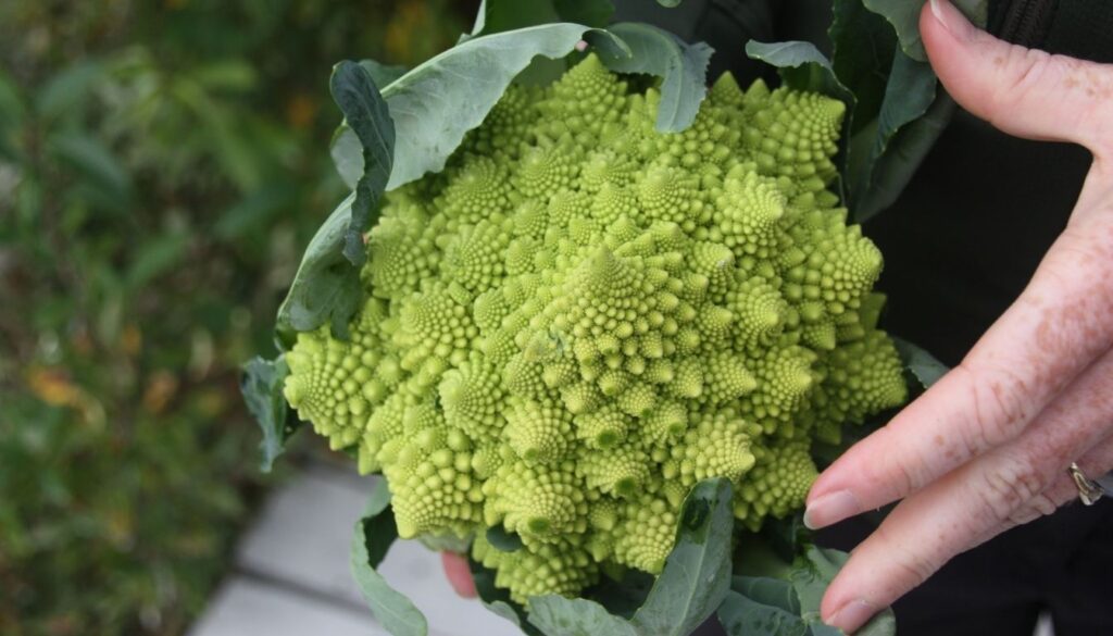 Récolte du chou romanesco