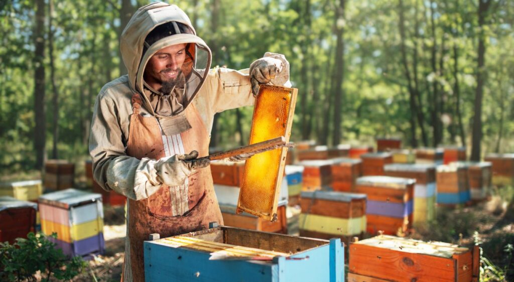 Apiculture : récolte du miel