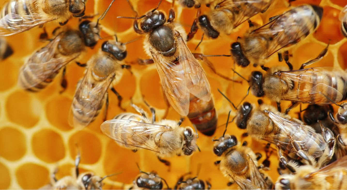 Reine des abeilles et sa cour