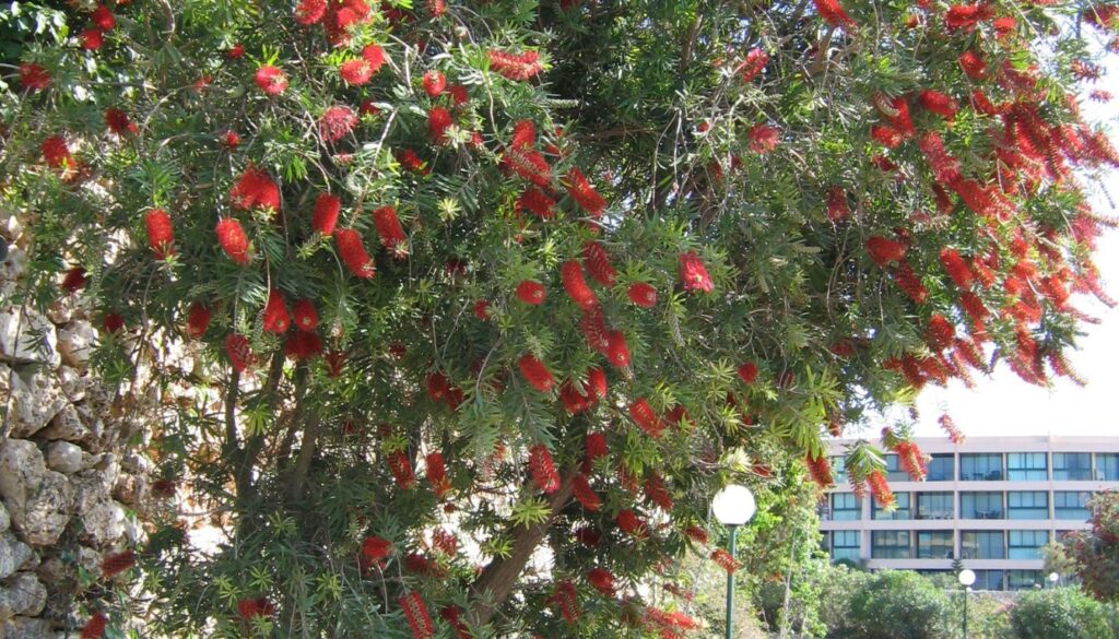 Le Rince bouteille Planter Tailler Et Entretenir L arbre le-rince-bouteille-planter-tailler-et-entretenir-l-arbre