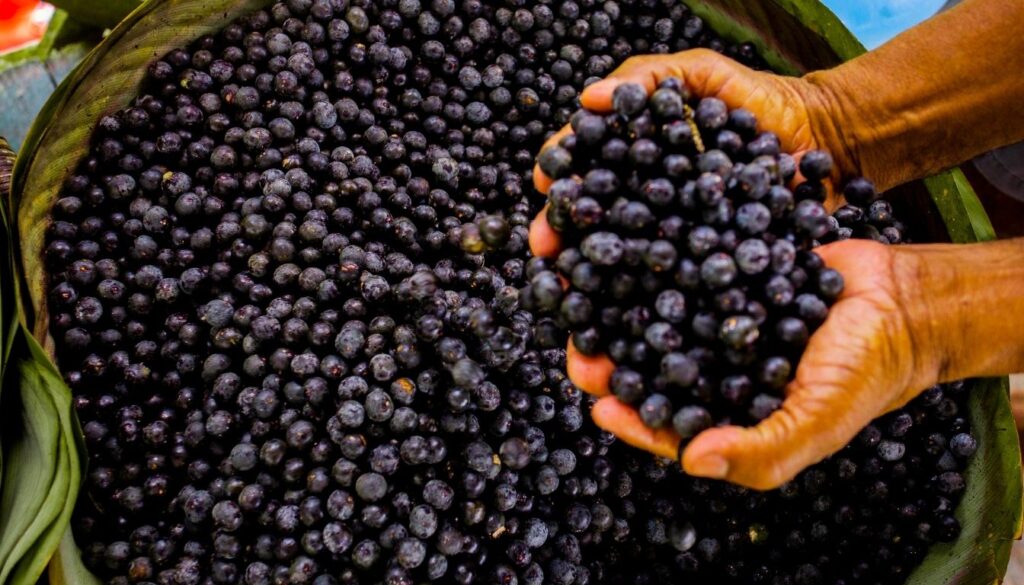 Saison cassis fruit
