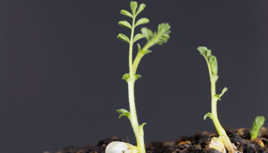 planter pois chiche