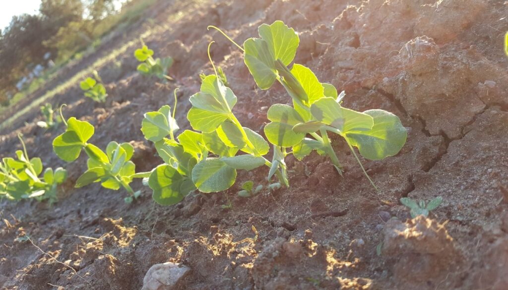 planter petits pois
