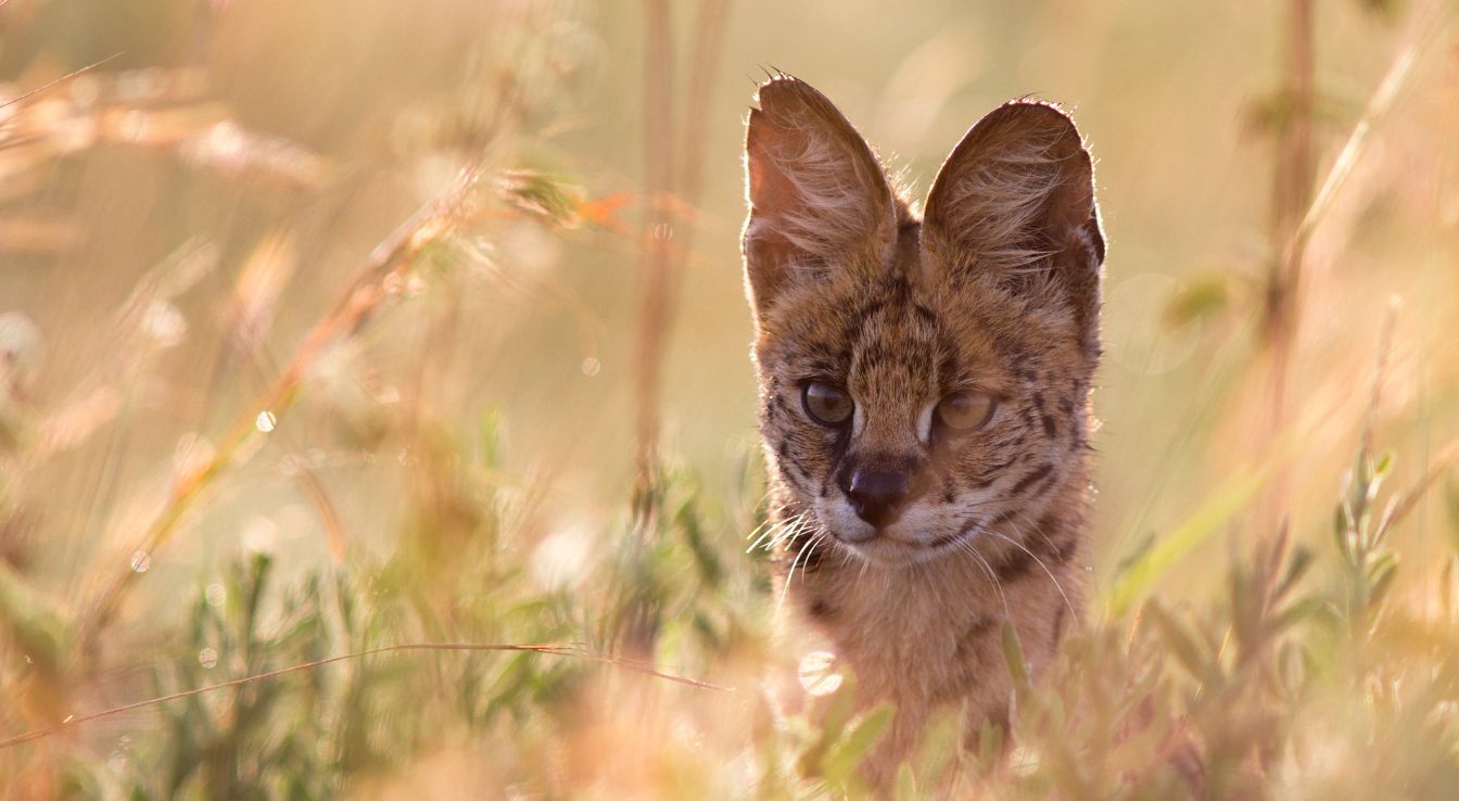 serval