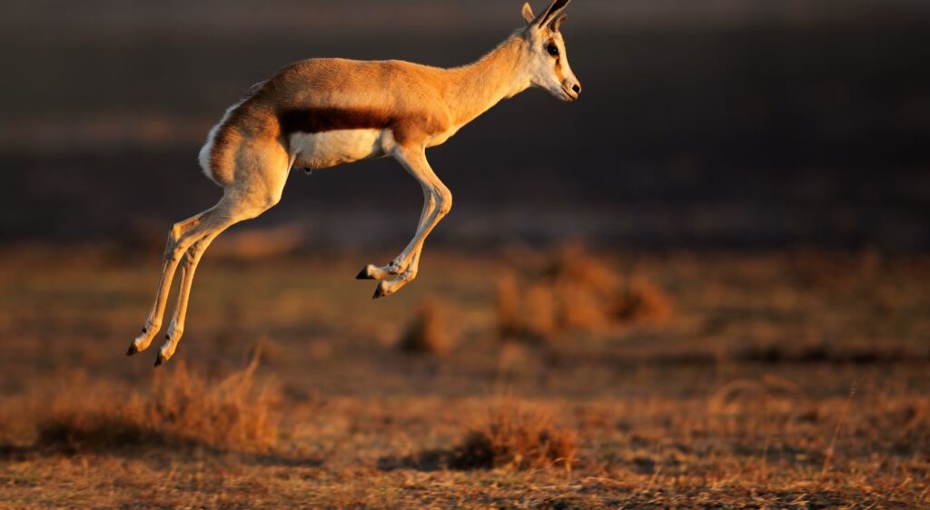 springbok