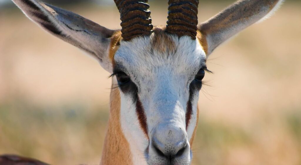 springbok