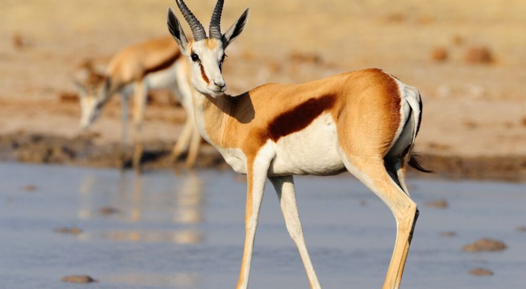 springbok