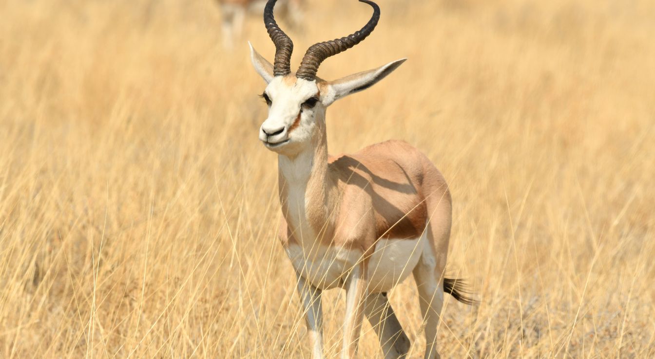 sringbok