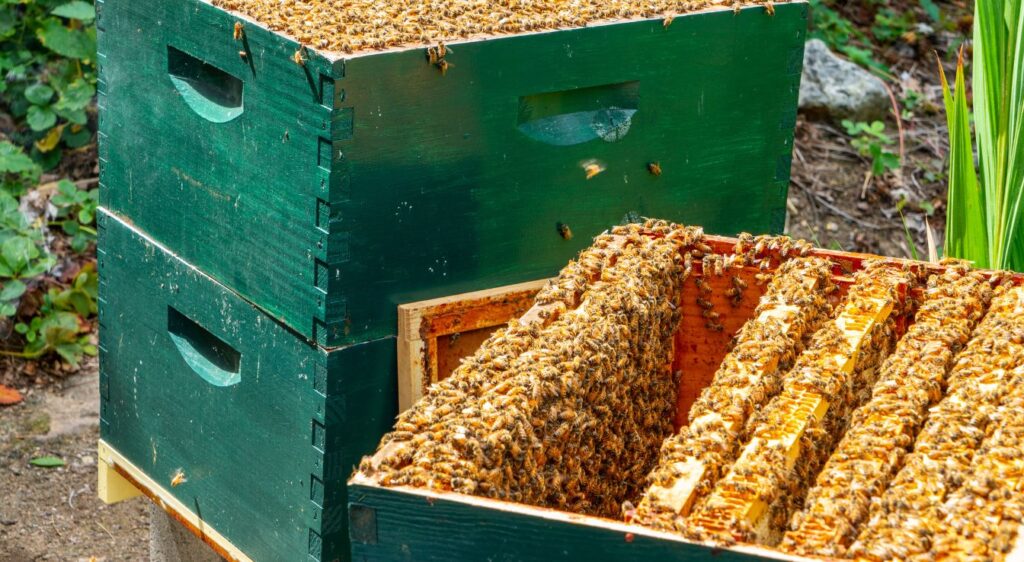 Apiculture : structure de la ruche