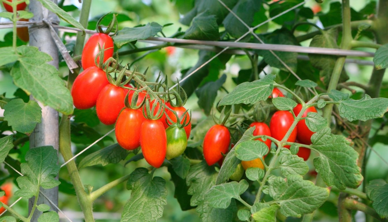 Tomate cerise