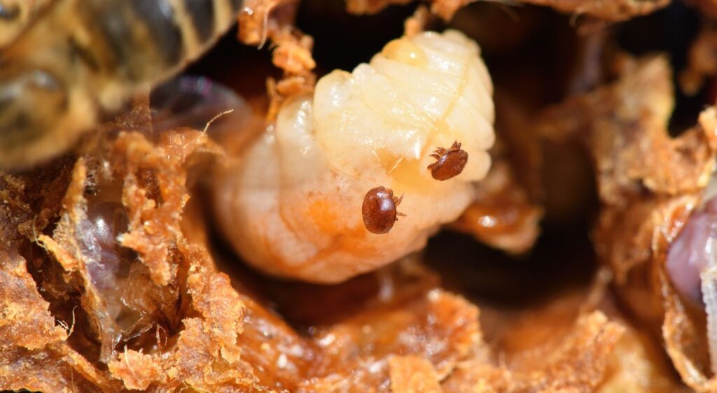 Varroa destructor