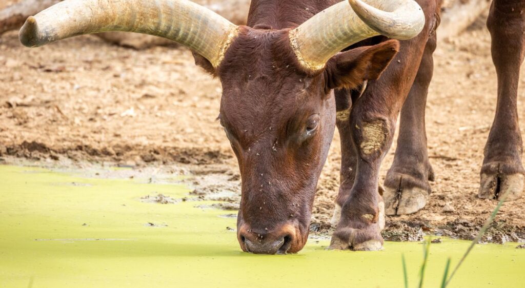 watusi