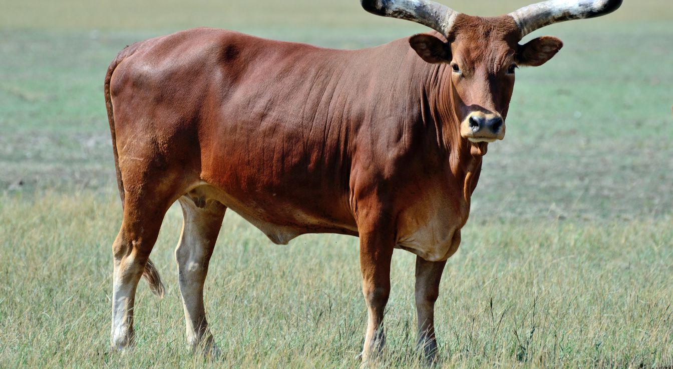 watusi