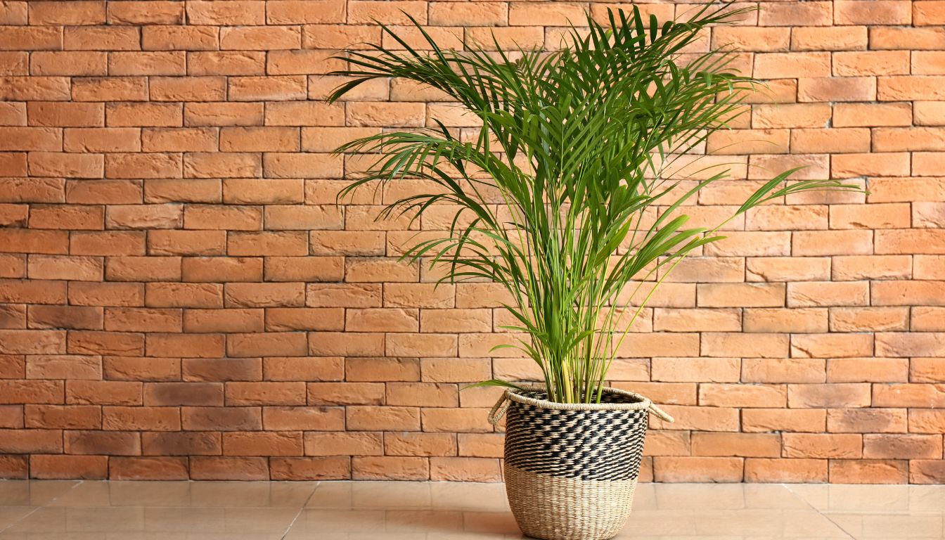 palmier Areca