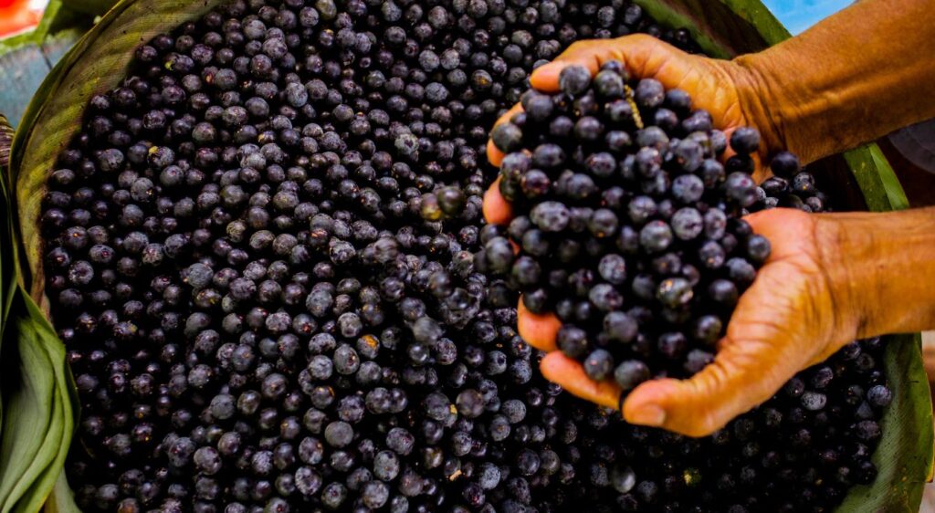 fruit Açaï