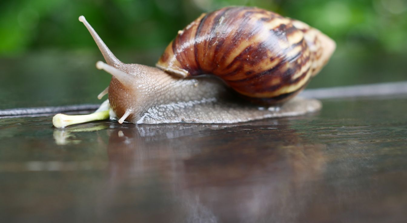 Achatina achatina