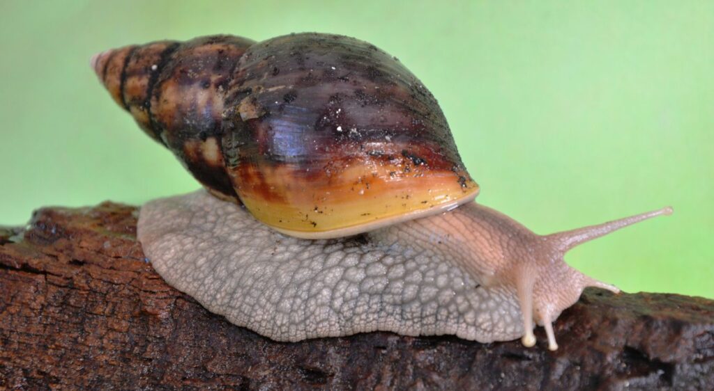 Achatina achatina