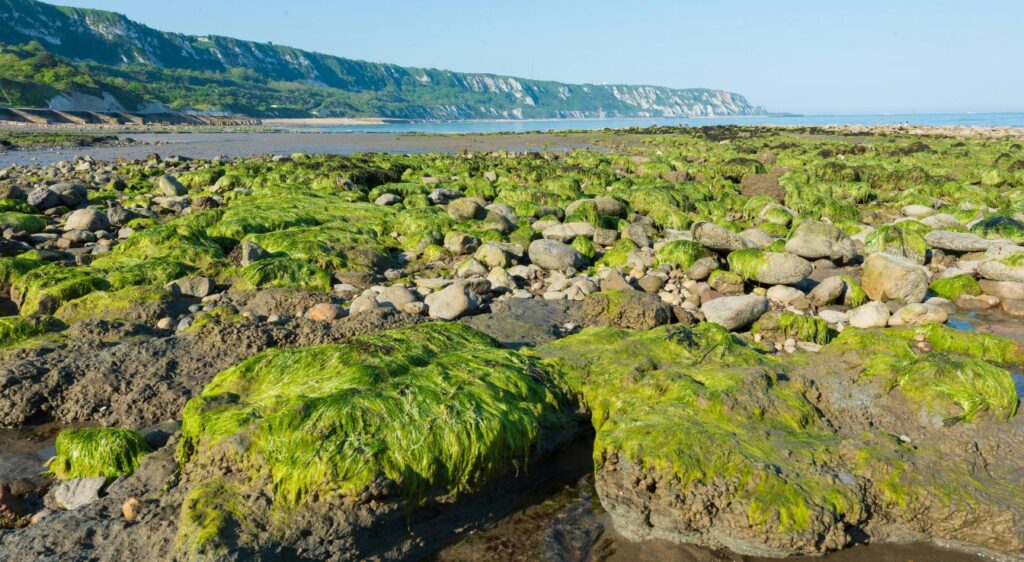 algue Adaptation aux milieux