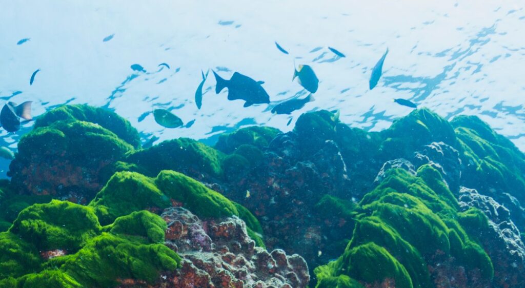 algue Interactions d’autres organismes