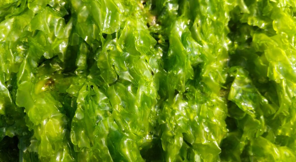 Algues Méthodes de préservation