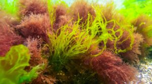 Algues Rouges : Importance écologique Et économique