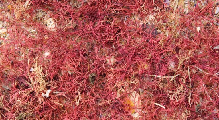 Algues Rouges : Importance écologique Et économique