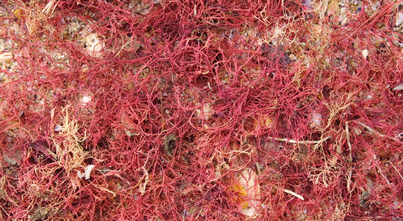 Algues Rouges : Importance écologique Et économique