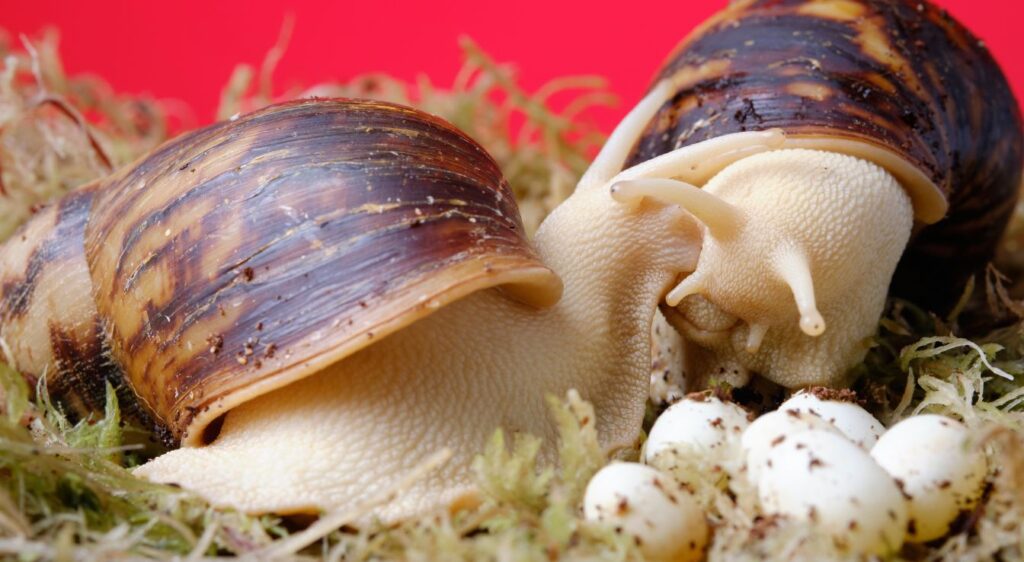 Archachatina marginata