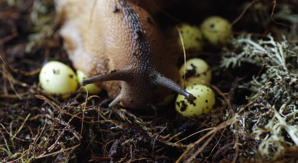 Archachatina marginata