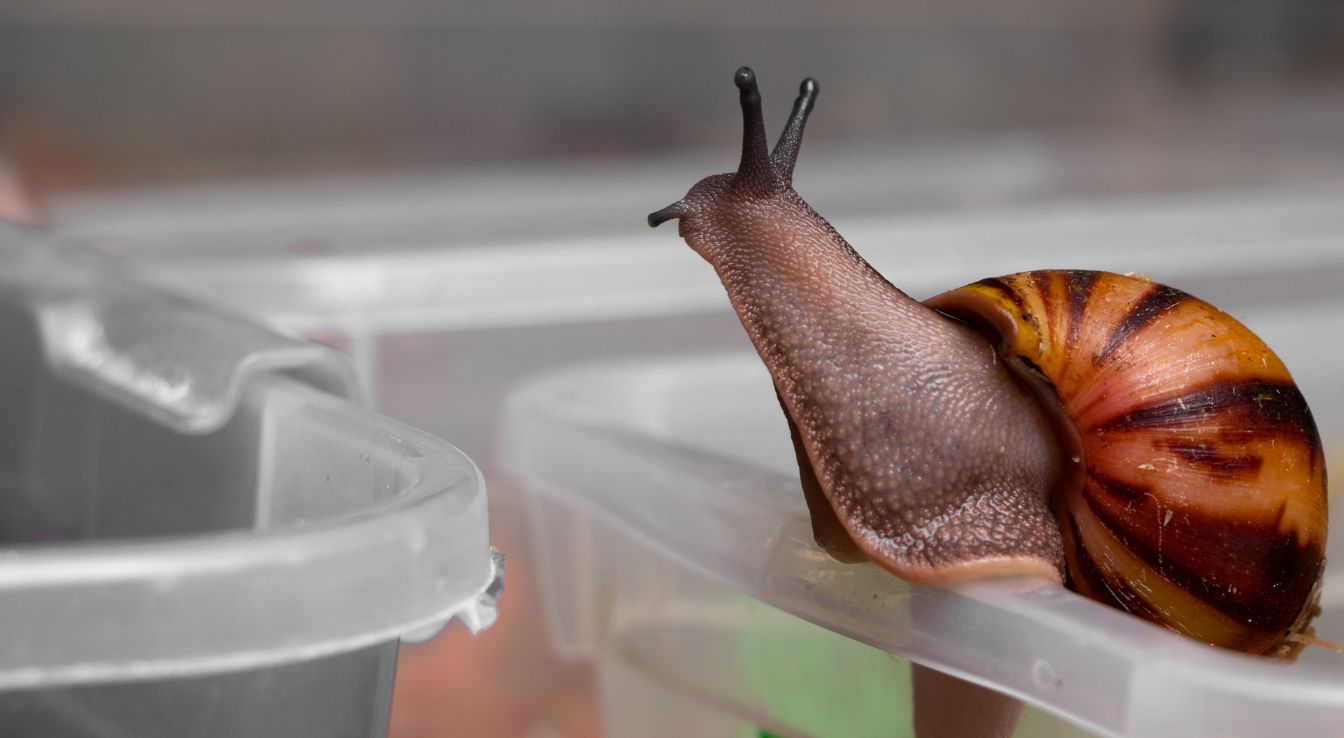 Archachatina marginata