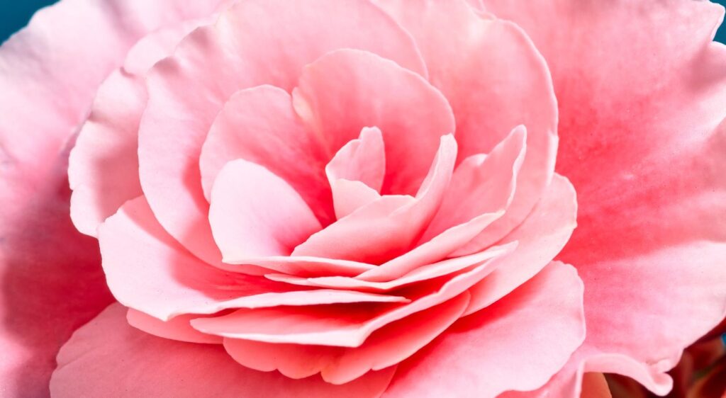 Bégonia elatior fleur