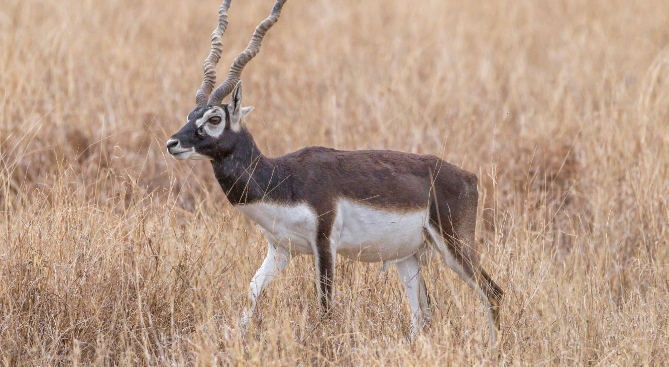 Blackbuck