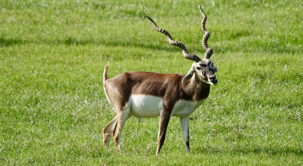 Blackbuck