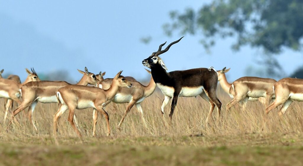 Blackbuck