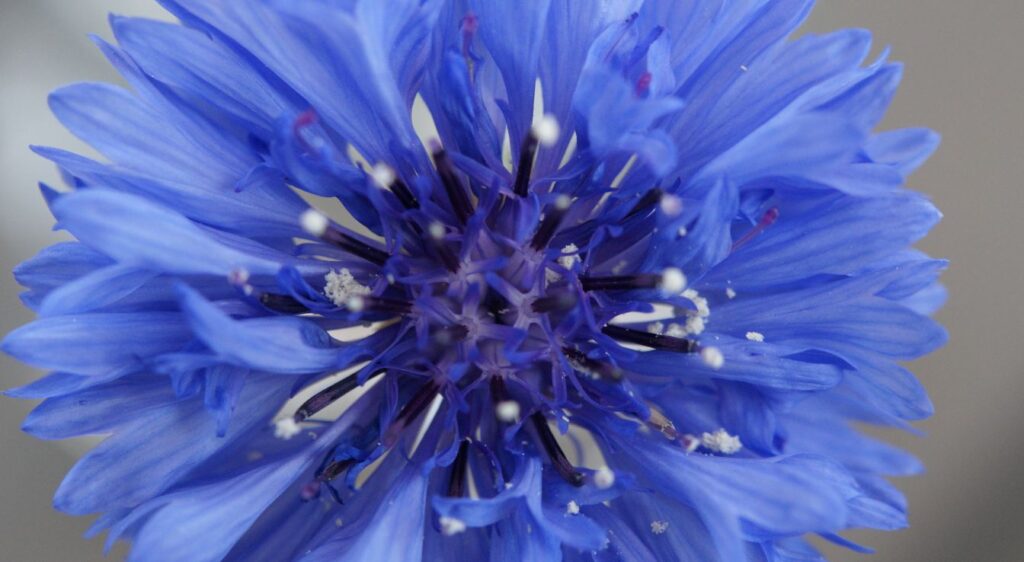 Bleuet fleur