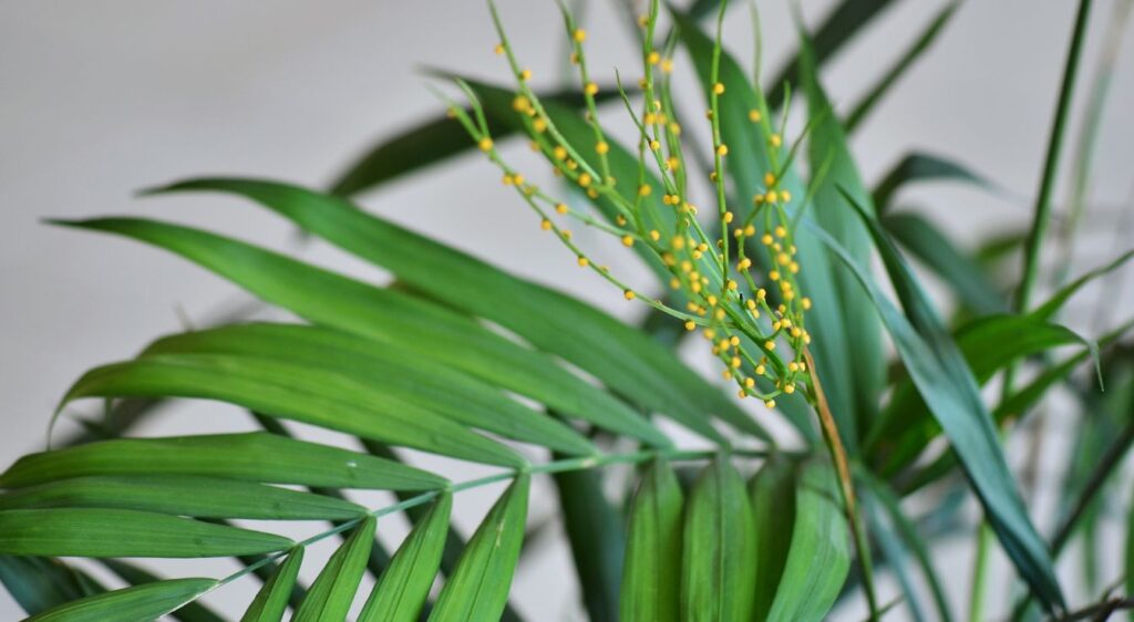 Chamaedorea fleur