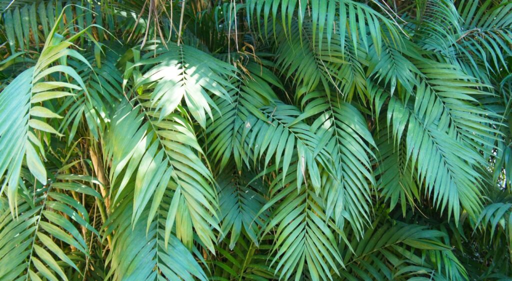 palmier Chamaedorea