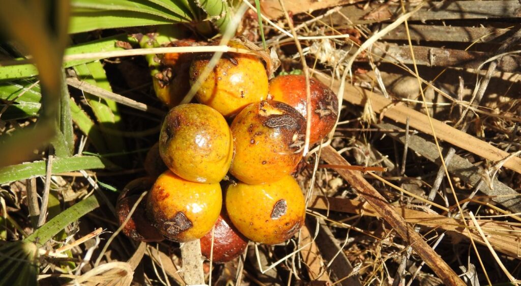 Chamaerops humilis fruit