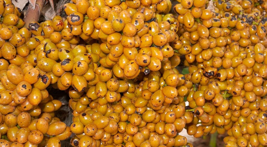 Chamaeropss humiliss